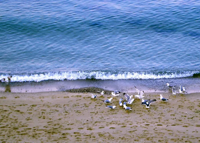 Morski Briag Aranyhomok